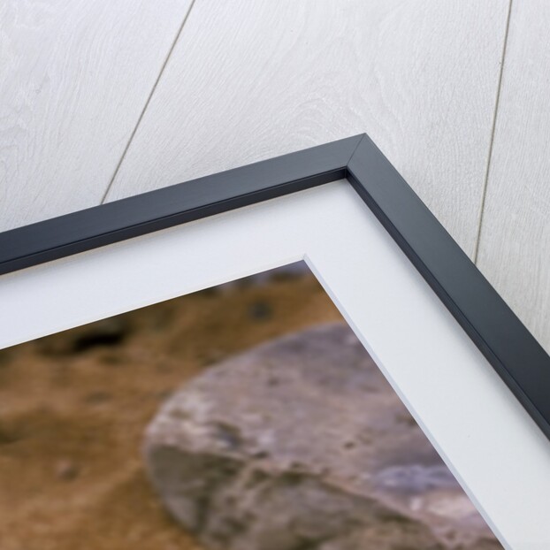 Stenodactylus sthenodactylus (elegant gecko, Lichtenstein's short-fingered gecko) by Anonymous