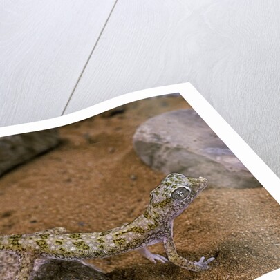 Stenodactylus sthenodactylus (elegant gecko, Lichtenstein's short-fingered gecko) by Anonymous