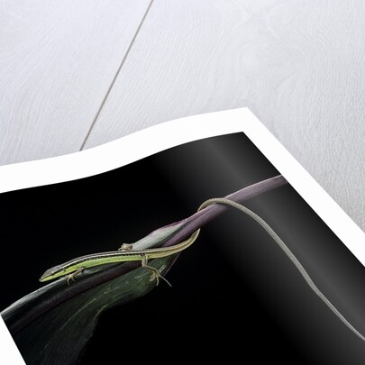 Takydromus sexileatus (oriental six-lined runner, long-tailed lizard) by Anonymous