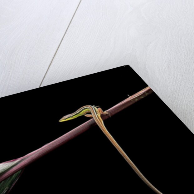 Takydromus sexileatus (oriental six-lined runner, long-tailed lizard) by Anonymous