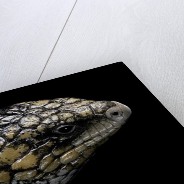 Tiliqua (Trachydosaurus) rugosa (shingleback skink) by Anonymous