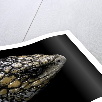 Tiliqua (Trachydosaurus) rugosa (shingleback skink) by Anonymous