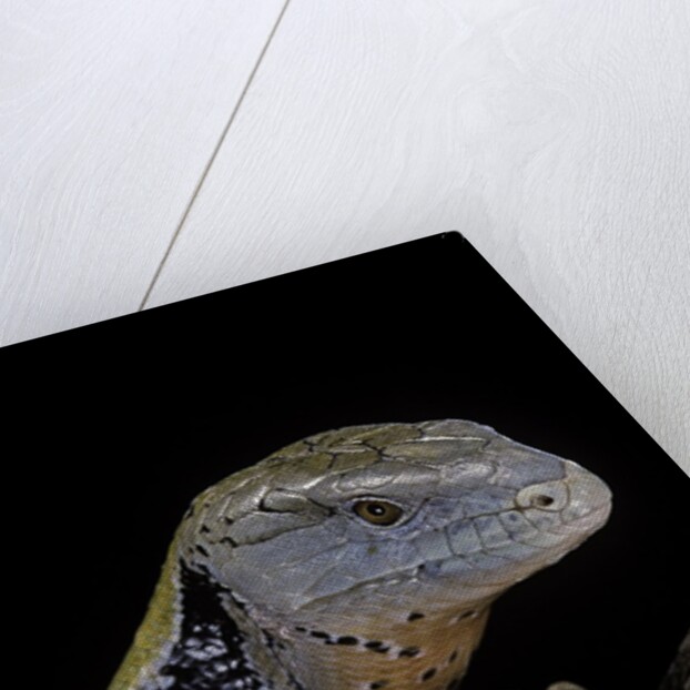 Tiliqua gigas ( giant bluetongue skink) by Anonymous