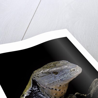 Tiliqua gigas ( giant bluetongue skink) by Anonymous