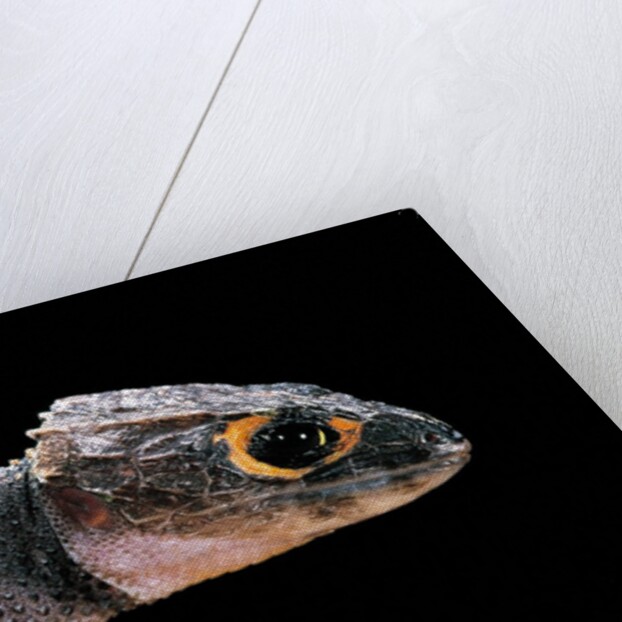 Tribolonotus gracilis (bush crocodile, red-eyed crocodile skink, orangeaugen-helmskink) by Anonymous