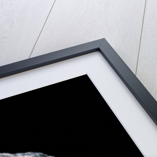 Tribolonotus gracilis (bush crocodile, red-eyed crocodile skink, orangeaugen-helmskink) by Anonymous