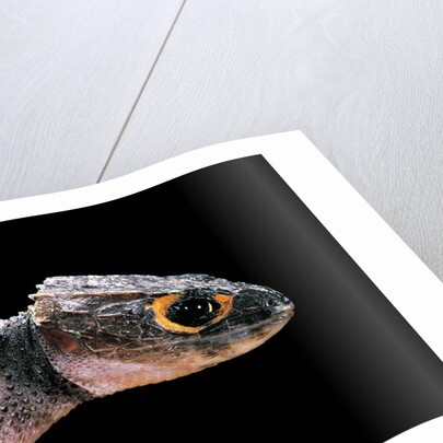 Tribolonotus gracilis (bush crocodile, red-eyed crocodile skink, orangeaugen-helmskink) by Anonymous