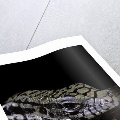 Salvator merianae (black-and-white tegu) by Anonymous