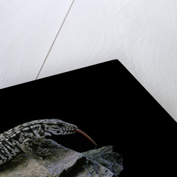 Salvator merianae (black-and-white tegu) by Anonymous