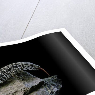Salvator merianae (black-and-white tegu) by Anonymous