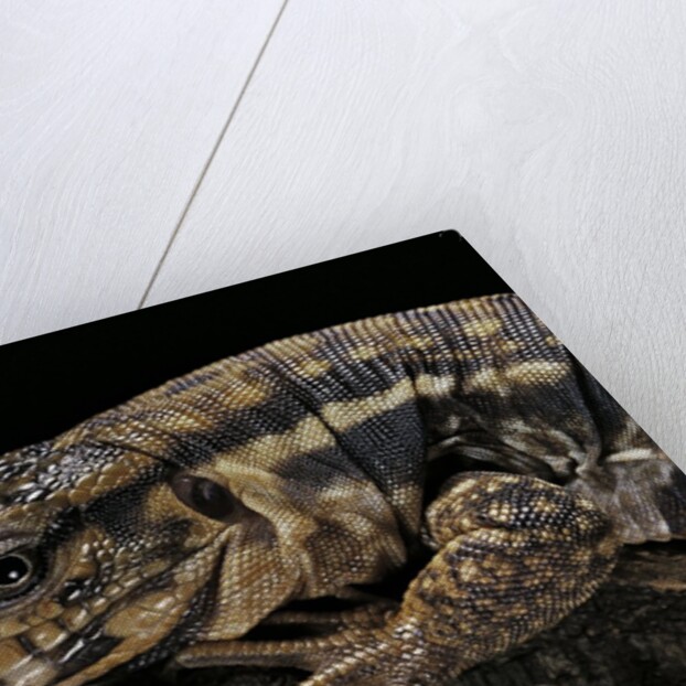 Salvator rufescens (red tegu) by Anonymous