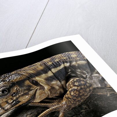 Salvator rufescens (red tegu) by Anonymous