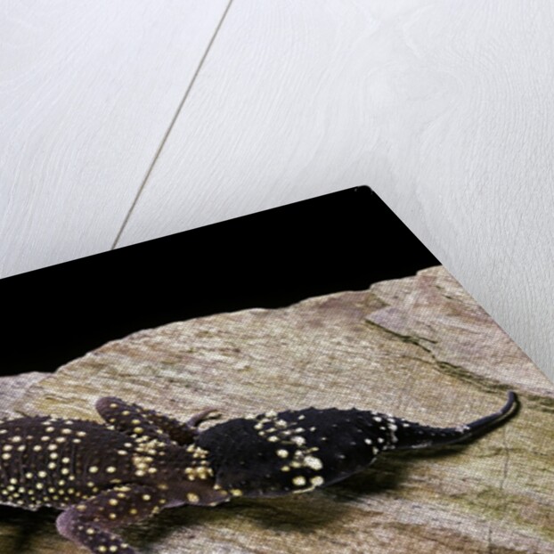 Underwoodisaurus milii (thick-tailed gecko) by Anonymous