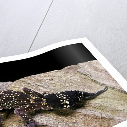 Underwoodisaurus milii (thick-tailed gecko) by Anonymous