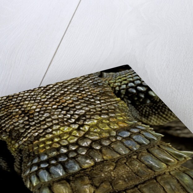 Uromastyx ornata (ornate mastigure, ornate dabb lizard) - tail by Anonymous