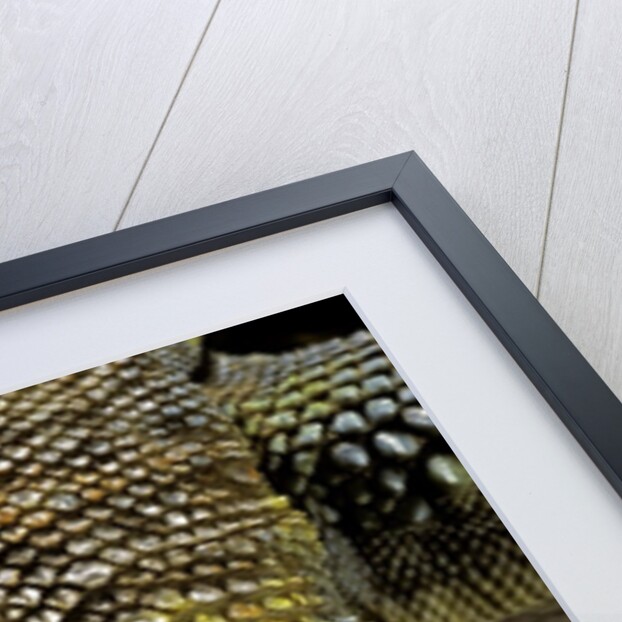 Uromastyx ornata (ornate mastigure, ornate dabb lizard) - tail by Anonymous