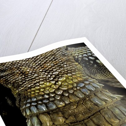 Uromastyx ornata (ornate mastigure, ornate dabb lizard) - tail by Anonymous