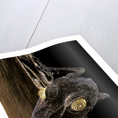 Uroplatus fimbriatus (giant leaf-tailed gecko) by Anonymous