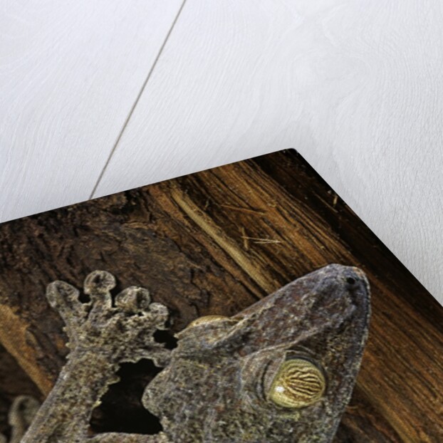 Uroplatus fimbriatus (giant leaf-tailed gecko) by Anonymous