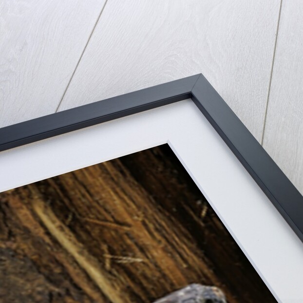 Uroplatus fimbriatus (giant leaf-tailed gecko) by Anonymous