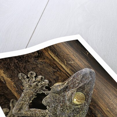Uroplatus fimbriatus (giant leaf-tailed gecko) by Anonymous