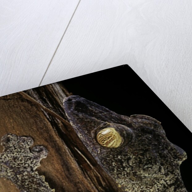 Uroplatus fimbriatus (giant leaf-tailed gecko) by Anonymous