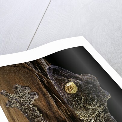 Uroplatus fimbriatus (giant leaf-tailed gecko) by Anonymous