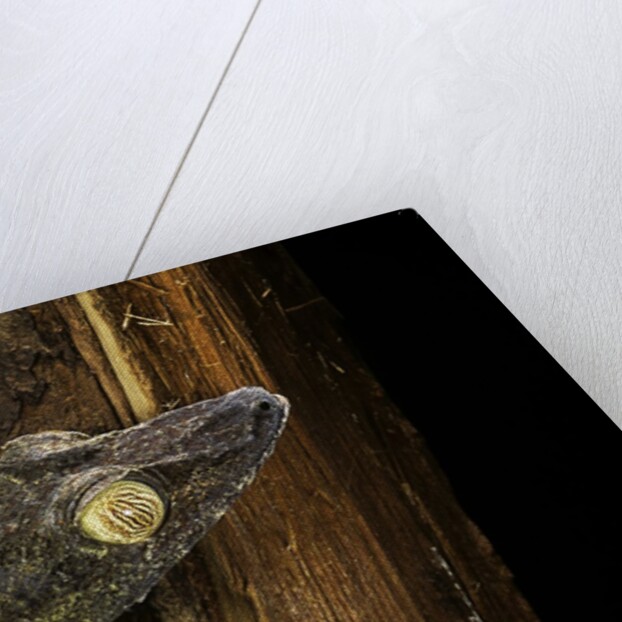 Uroplatus fimbriatus (giant leaf-tailed gecko) by Anonymous