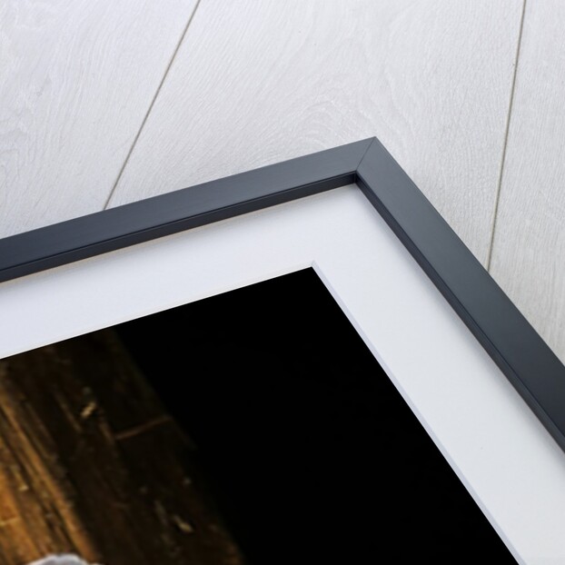 Uroplatus fimbriatus (giant leaf-tailed gecko) by Anonymous