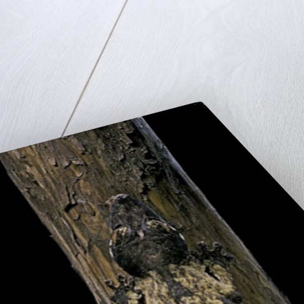 Uroplatus henkeli (flat-tailed gecko) by Anonymous