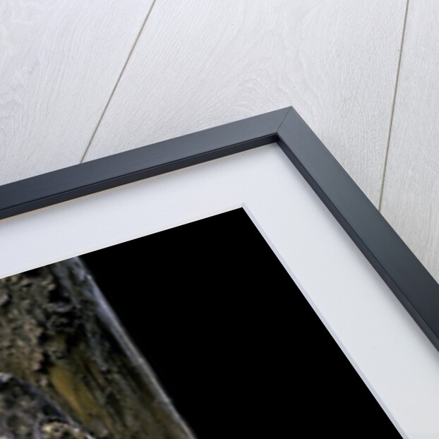 Uroplatus henkeli (flat-tailed gecko) by Anonymous