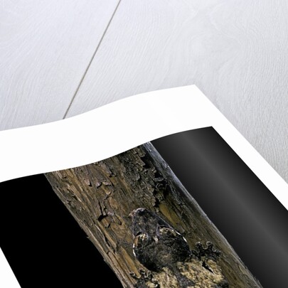 Uroplatus henkeli (flat-tailed gecko) by Anonymous