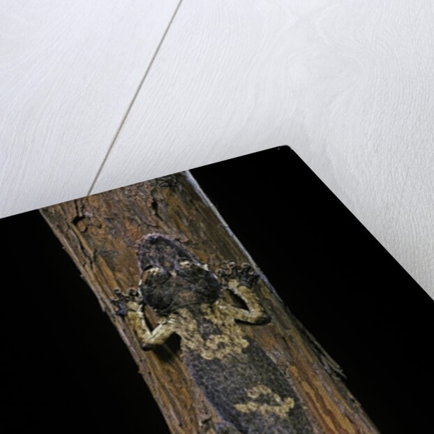 Uroplatus henkeli (flat-tailed gecko) by Anonymous