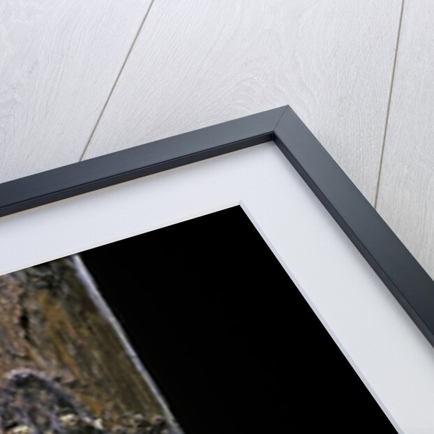 Uroplatus henkeli (flat-tailed gecko) by Anonymous