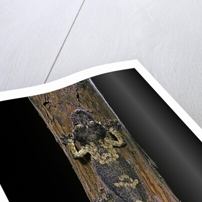 Uroplatus henkeli (flat-tailed gecko) by Anonymous