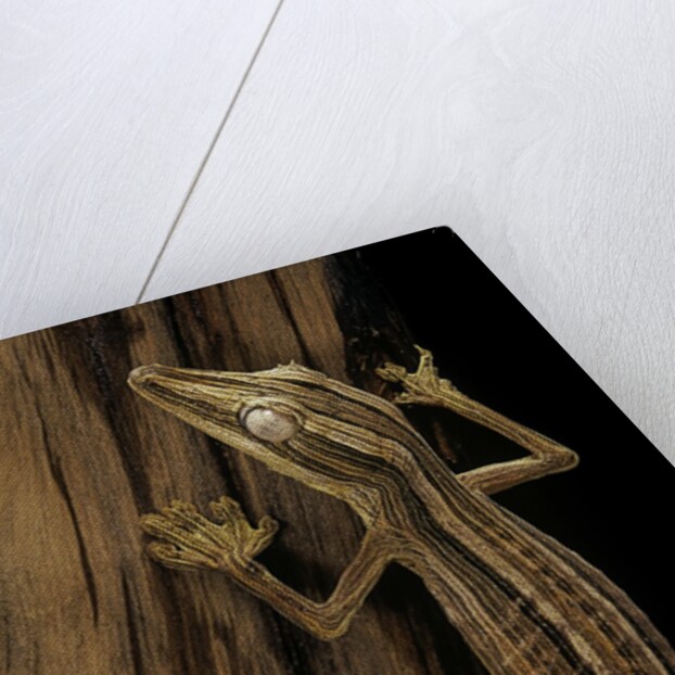 Uroplatus lineatus (lined flat-tailed gecko) by Anonymous