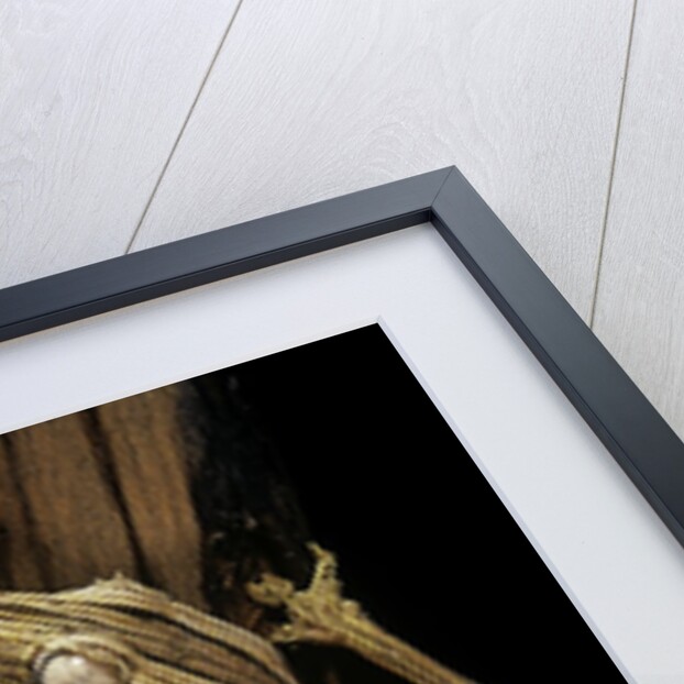 Uroplatus lineatus (lined flat-tailed gecko) by Anonymous