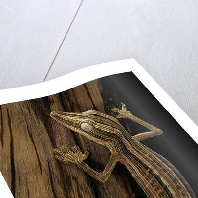 Uroplatus lineatus (lined flat-tailed gecko) by Anonymous