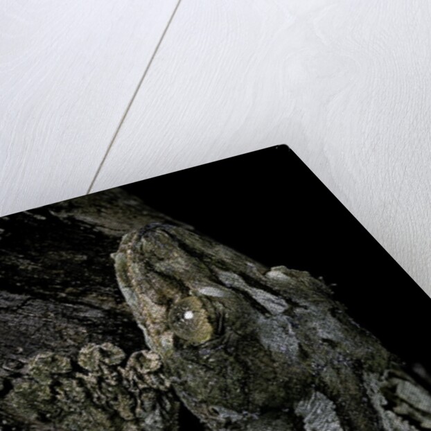 Uroplatus sikorae (mossy leaf-tailed gecko) by Anonymous