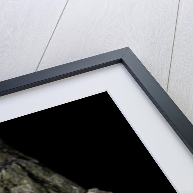 Uroplatus sikorae (mossy leaf-tailed gecko) by Anonymous