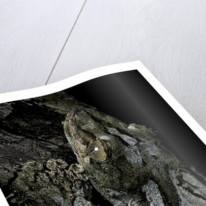 Uroplatus sikorae (mossy leaf-tailed gecko) by Anonymous