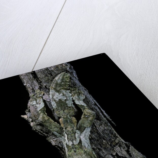 Uroplatus sikorae (mossy leaf-tailed gecko) by Anonymous