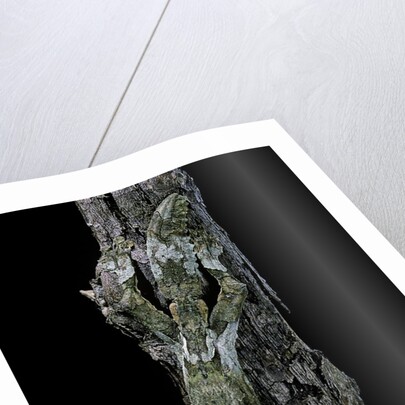 Uroplatus sikorae (mossy leaf-tailed gecko) by Anonymous