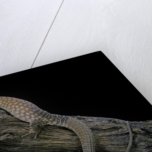 Varanus acanthurus (spiny-tailed monitor, ridgetail monitor) by Anonymous