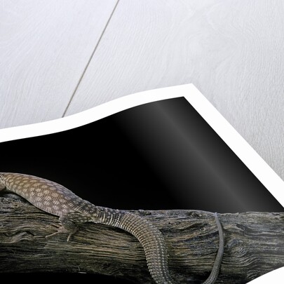 Varanus acanthurus (spiny-tailed monitor, ridgetail monitor) by Anonymous
