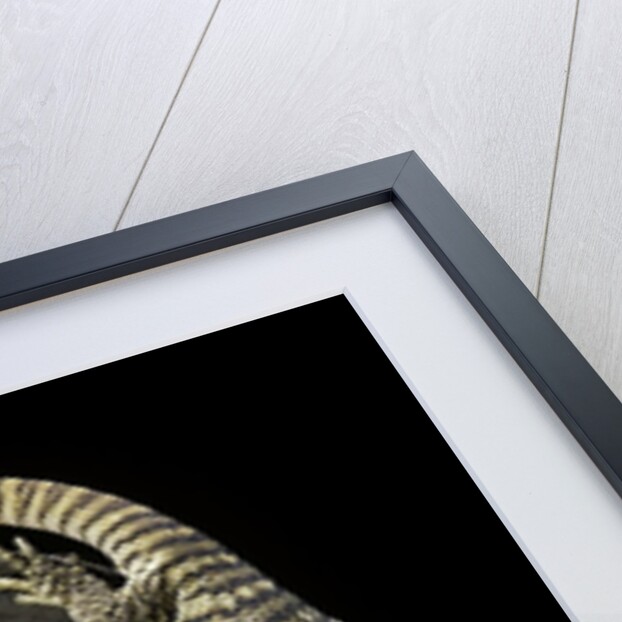 Varanus exanthematicus (savannah monitor) by Anonymous