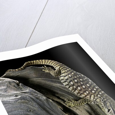 Varanus exanthematicus (savannah monitor) by Anonymous