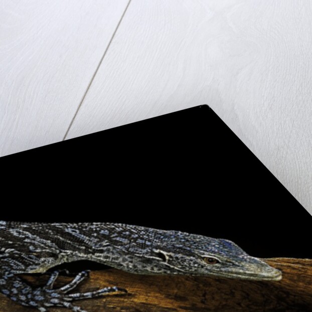 Varanus macraei (blue spotted tree monitor) by Anonymous