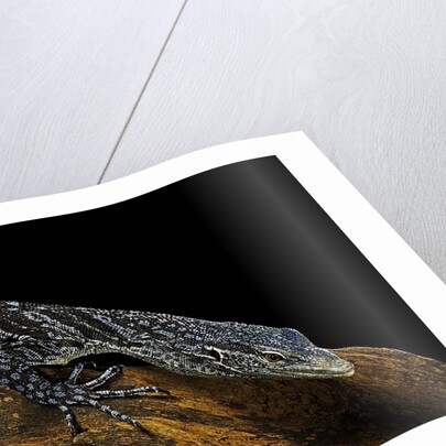 Varanus macraei (blue spotted tree monitor) by Anonymous