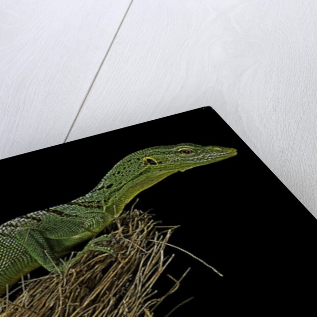 Varanus prasinus (emerald monitor) by Anonymous